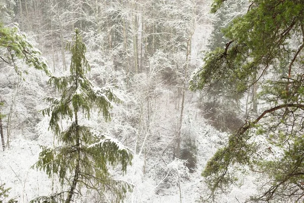 Snow Covered Overgrown Hills Majestic Evergreen Forest Mighty Pine Spruce — Fotografia de Stock