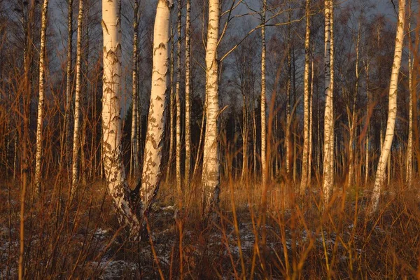 Birch Tree Forest Sunset Mighty Trees First Snow Early Winter —  Fotos de Stock