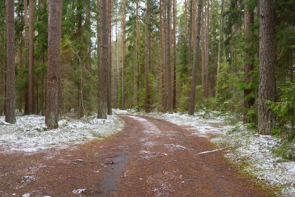 Μονοπάτι Μέσα Στο Μαγευτικό Καταπράσινο Δάσος Καλυμμένο Χιόνι Δυνατά Πεύκα — Φωτογραφία Αρχείου
