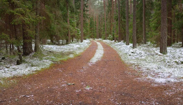 Görkemli karla kaplı Evergreen ormanının içinden geçen yol. Güçlü çam ve çam ağaçları. İlk kar, kışın başında. Doğa, mevsimler, eko-turizm