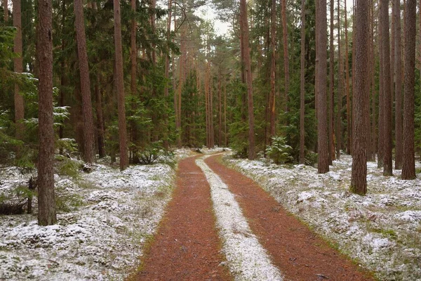Görkemli karla kaplı Evergreen ormanının içinden geçen yol. Güçlü çam ve çam ağaçları. İlk kar, kışın başında. Doğa, mevsimler, eko-turizm