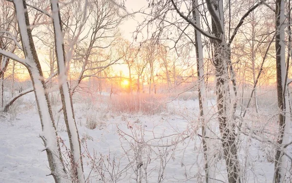 Güneş doğarken, karla kaplı, yemyeşil bir ormanın atmosferik manzarası. Saf altın güneş ışığı. Güçlü ağaçlar, ağaç kütükleri, kar tepeleri. Kış Harikalar Diyarı. Mevsimler, ekoloji, eko-turizm, Noel tatilleri