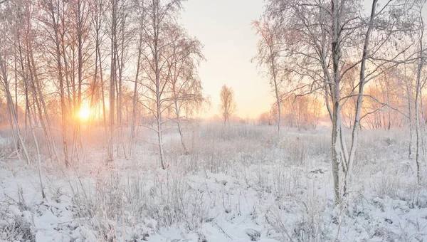 Atmospheric Landscape Snow Covered Evergreen Forest Sunrise Pure Golden Sunlight — Fotografia de Stock