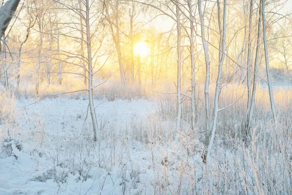 Atmospheric Landscape Snow Covered Evergreen Forest Sunrise Pur Soleil Doré — Photo