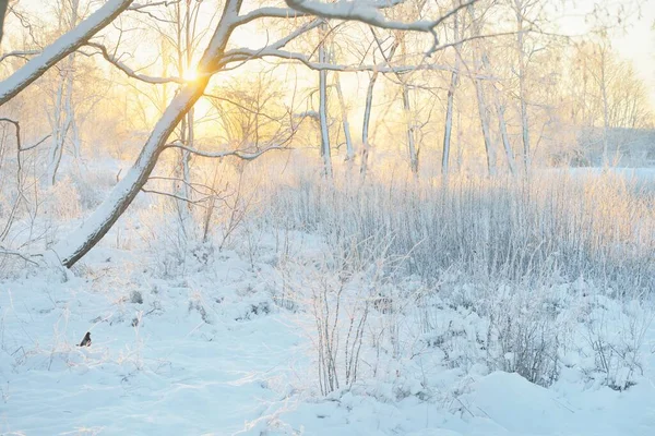 Güneş doğarken, karla kaplı, yemyeşil bir ormanın atmosferik manzarası. Saf altın güneş ışığı. Güçlü ağaçlar, ağaç kütükleri, kar tepeleri. Kış Harikalar Diyarı. Mevsimler, ekoloji, eko-turizm, Noel tatilleri
