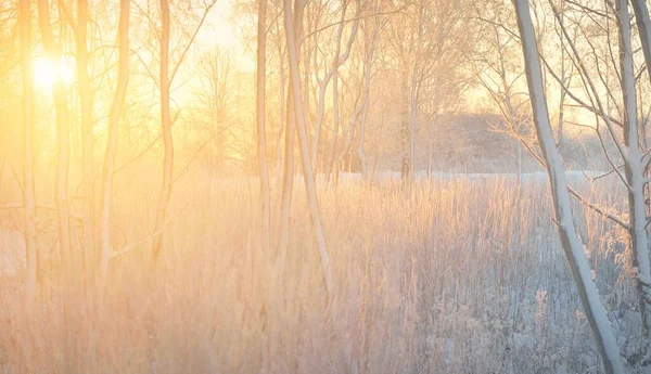 Paisaje Atmosférico Bosque Siempreverde Cubierto Nieve Amanecer Luz Dorada Pura — Foto de Stock