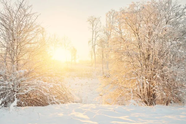 Atmospheric Landscape Snow Covered Evergreen Forest Sunrise Pure Golden Sunlight — стоковое фото