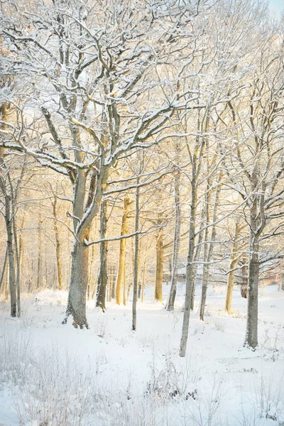 Güneş doğarken, karla kaplı, yemyeşil bir ormanın atmosferik manzarası. Saf altın güneş ışığı. Güçlü ağaçlar, ağaç kütükleri, kar tepeleri. Kış Harikalar Diyarı. Mevsimler, ekoloji, eko-turizm, Noel tatilleri