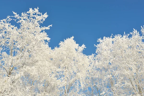 Karla kaplı ağaçlar, buzullar. Orman çayırı. Saf güneş ışığı, açık mavi gökyüzü. Kış Harikalar Diyarı. Ekoloji, eko turizm, çevre koruma