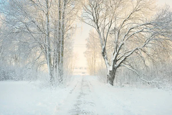 Camino Través Del Parque Forestal Cubierto Nieve Día Soleado Árboles —  Fotos de Stock