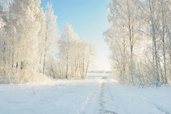 Pathway Snow Covered Forest Park Sunny Day Mighty Trees Frost — Zdjęcie stockowe