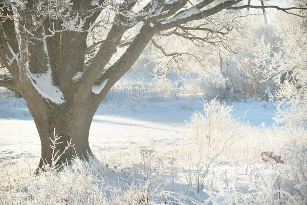 Kudretli meşe ağacı, karla kaplı tarla, taze karda insan izleri. Orman çayırı. Saf güneş ışığı. Kış Harikalar Diyarı. Ekoloji, eko turizm, çevre koruma, noel tatilleri, kayak