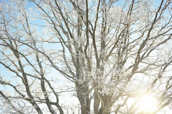 Дерева Покриті Снігом Калюжа Лісовий Луг Чисте Сонячне Світло Чисте — стокове фото