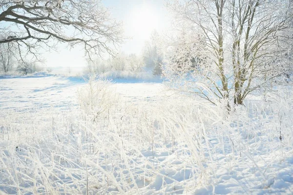 Pathway Snow Covered Forest Park Sunny Day Mighty Trees Frost — Fotografia de Stock