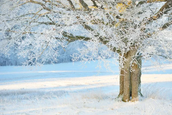 強大なオークの木 雪に覆われたフィールド 新鮮な雪の中で人間のトラック 森の牧草地 純粋な太陽の光 冬の不思議の国 生態系 エコツーリズム 環境保全 クリスマス休暇 — ストック写真