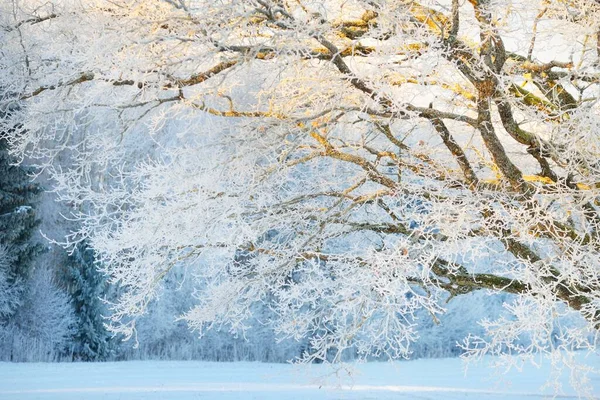 高大的橡树 覆盖着积雪的田野 人迹罕至的雪地 森林草地 纯净的阳光冬天的仙境生态 生态旅游 环境保护 圣诞节假期 — 图库照片