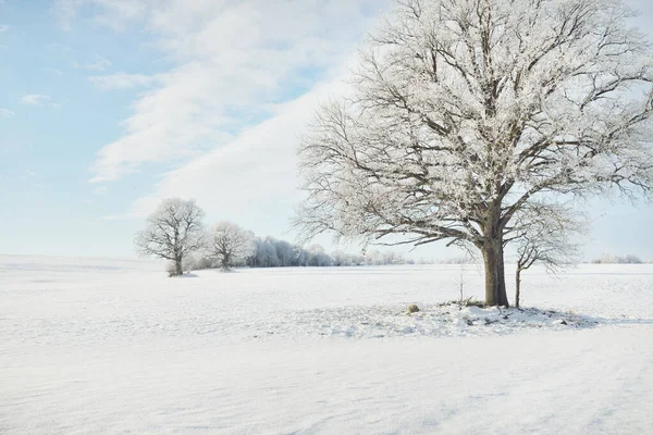 Kudretli meşe ağacı, karla kaplı tarla, taze karda insan izleri. Orman çayırı. Saf güneş ışığı. Kış Harikalar Diyarı. Ekoloji, eko turizm, çevre koruma, noel tatilleri, kayak