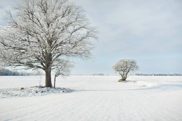 Kudretli meşe ağacı, karla kaplı tarla, taze karda insan izleri. Orman çayırı. Saf güneş ışığı. Kış Harikalar Diyarı. Ekoloji, eko turizm, çevre koruma, noel tatilleri, kayak