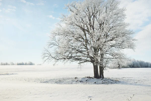 Mächtige Eichen Schneebedecktes Feld Menschliche Spuren Neuschnee Waldwiese Reines Sonnenlicht — Stockfoto