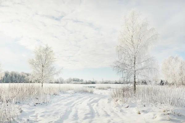 Met Sneeuw Bedekte Bomen Puur Zonlicht Heldere Blauwe Lucht Winter — Stockfoto