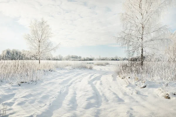 Karla kaplı ağaçlar. Saf güneş ışığı, açık mavi gökyüzü. Kış Harikalar Diyarı. Ekoloji, eko turizm, çevre koruma, Noel tatilleri