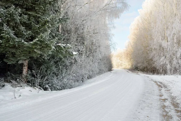 Pathway Snow Covered Forest Park Sunny Day Mighty Evergreen Trees — Fotografia de Stock