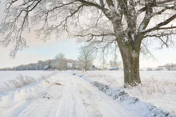 Güneşli Bir Günde Karla Kaplı Tarlaların Köyün Içinden Geçen Yol — Stok fotoğraf