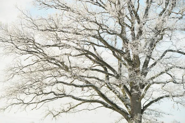 Potężny Dąb Las Łąkowy Czyste Słońce Czyste Błękitne Niebo Zimowa — Zdjęcie stockowe
