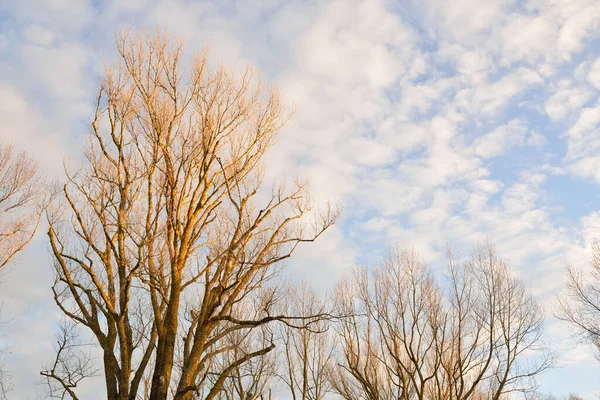 清澈的蓝天 森林公园上方闪烁着灿烂的云彩 树的轮廓 云彩景观 气候变化 图像资源 复制空间 — 图库照片