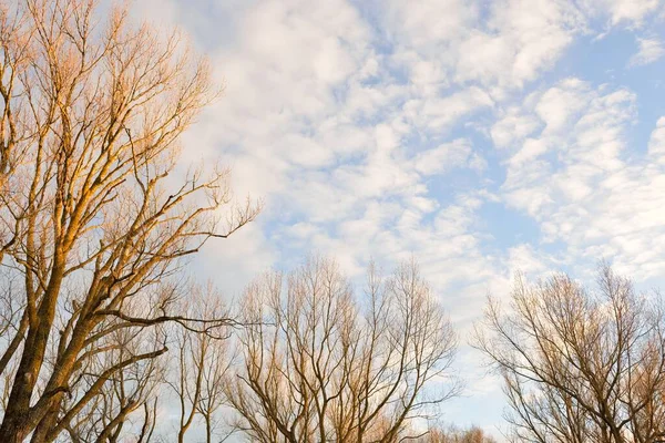 Чисте Блакитне Небо Сяючі Хмари Над Лісовим Парком Силуети Дерев — стокове фото