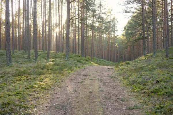 Görkemli Evergreen Ormanı 'ndan geçen yol. Güçlü çam ve çam ağaçları. Yumuşak günbatımı ışığı. Baharın başında. Saf doğa. Ekoloji, doğa yürüyüşü, sağlıklı yaşam tarzı kavramları