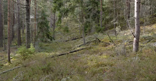 Majestic Evergreen Forest Mighty Pine Spruce Trees Moss Fern Plants — Foto Stock