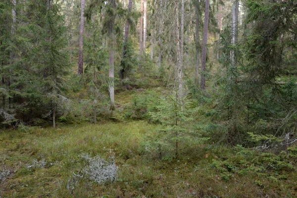 Majestic Evergreen Forest Mighty Pine Spruce Trees Moss Fern Plants — Foto Stock