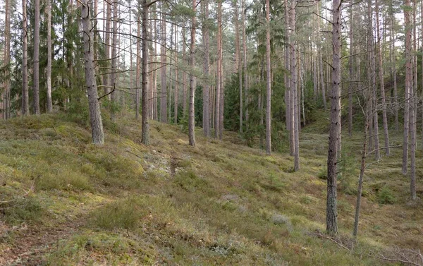 Görkemli Evergreen Ormanı. Güçlü çam ve çam ağaçları, yosun, eğrelti otu, bitkiler. Yumuşak güneş ışığı. Baharın başında. Saf doğa. Ekoloji, yürüyüş, temiz hava, sağlıklı yaşam tarzı kavramları.