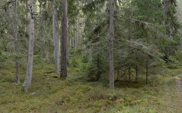 Majestuoso Bosque Siempreverde Poderosos Pinos Abetos Musgos Helechos Plantas Luz —  Fotos de Stock