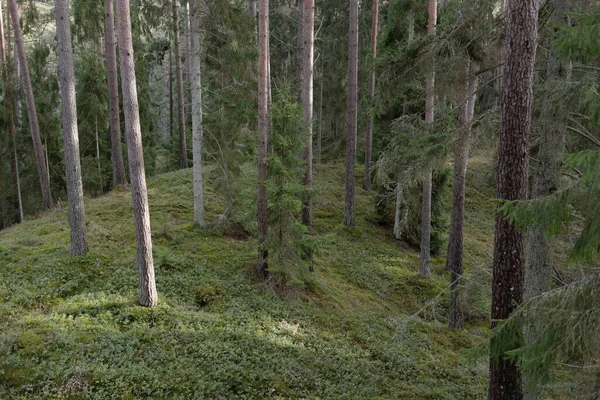 Görkemli Evergreen Ormanı. Güçlü çam ve çam ağaçları, yosun, eğrelti otu, bitkiler. Yumuşak güneş ışığı. Baharın başında. Saf doğa. Ekoloji, yürüyüş, temiz hava, sağlıklı yaşam tarzı kavramları.