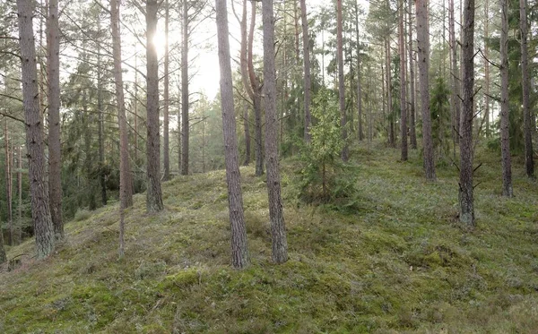 Majestic Evergreen Forest Mighty Pine Spruce Trees Moss Fern Plants —  Fotos de Stock