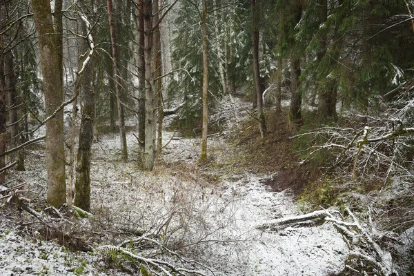 穿过长满白雪的小山 长满了雄伟的常绿森林 高大的松树和云杉树 苔藓和植物 大气冬季场景 生态旅游 — 图库照片