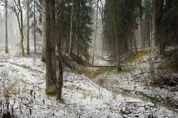 Camino Través Colina Cubierta Nieve Majestuoso Bosque Siempreverde Poderosos Árboles — Foto de Stock