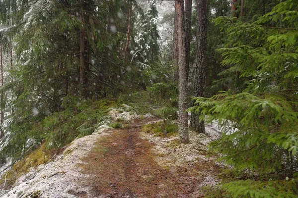 Χιονισμένοι Κατάφυτοι Λόφοι Ένα Μαγευτικό Καταπράσινο Δάσος Πανίσχυρα Πεύκα Και — Φωτογραφία Αρχείου