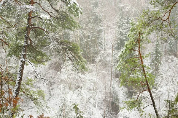 雪の雄大な常緑の森 強大な松やトウヒの木 木のログ 植物で覆われた丘 大気の冬のシーン エコツーリズム ハイキング 空中風景 — ストック写真