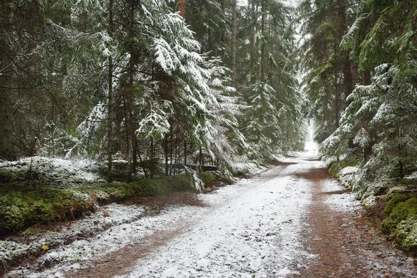 Vägen Landsväg Naturlig Tunnel Genom Den Majestätiska Snötäckta Vintergröna Skogen — Stockfoto