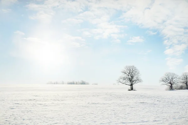 Mighty Oak Tree Snow Covered Field Human Tracks Fresh Snow Royalty Free Stock Images