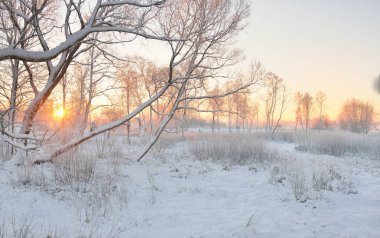 Güneş doğarken, karla kaplı, yemyeşil bir ormanın atmosferik manzarası. Saf altın güneş ışığı. Güçlü ağaçlar, ağaç kütükleri, kar tepeleri. Kış Harikalar Diyarı. Mevsimler, ekoloji, eko-turizm, Noel tatilleri