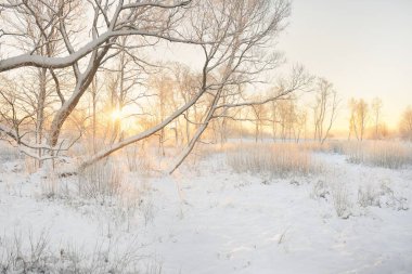 Güneş doğarken, karla kaplı, yemyeşil bir ormanın atmosferik manzarası. Saf altın güneş ışığı. Güçlü ağaçlar, ağaç kütükleri, kar tepeleri. Kış Harikalar Diyarı. Mevsimler, ekoloji, eko-turizm, Noel tatilleri
