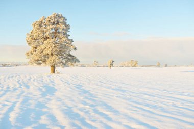 Güçlü çam ağaçları, karla kaplı tarlalar, taze karda insan izleri. Saf güneş ışığı. Kış Harikalar Diyarı. Ekoloji, eko-turizm, çevre koruma, noel tatilleri, kayak