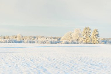 Güçlü çam ağaçları, karla kaplı tarlalar, taze karda insan izleri. Saf güneş ışığı. Kış Harikalar Diyarı. Ekoloji, eko-turizm, çevre koruma, noel tatilleri, kayak