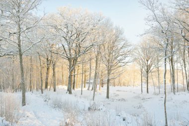 Gün doğumunda karla kaplı orman. Aşırı gelişmiş tepeler ve donmuş nehir. Güçlü ağaçlar. Saf altın güneş ışığı. Kış Harikalar Diyarı. Mevsimler, ekoloji, eko-turizm, Noel tatilleri