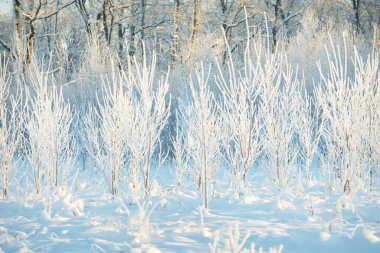 Kar fırtınasından sonra her yer karla kaplandı. Genç yaprak döken ağaçlar. Atmosferik manzara. Kış Harikalar Diyarı. Doğa, ormanların yok edilmesi, ormanların yeniden ağaçlandırılması, çevre, ekoloji
