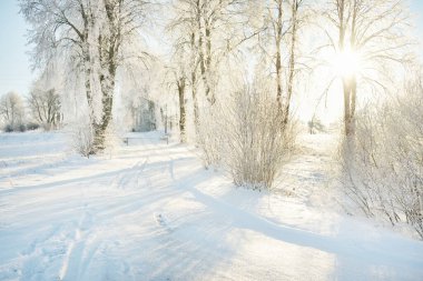 Güneşli bir günde karla kaplı orman parkına giden yol. Güçlü ağaçlar, don, yumuşak güneş ışığı. Kış Harikalar Diyarı. Idyllic manzara. Noel tatilleri, eko turizm, yürüyüş, kayak temaları